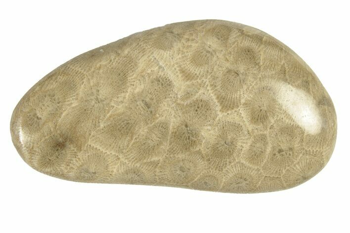 Polished Petoskey Stone (Fossil Coral) - Michigan #260125